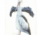 Liz McLennan