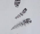 Work by Sally Roadknight