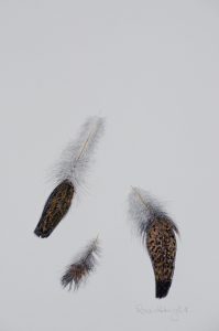 Feathers